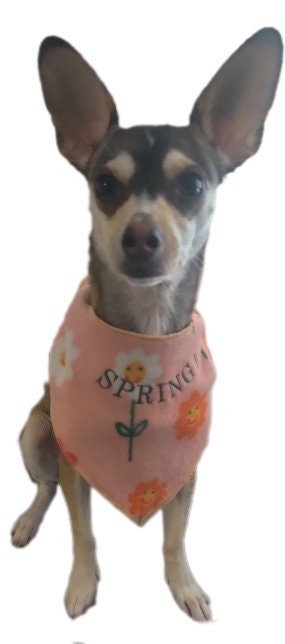 Costumes and Embroidery My Store Dog Bandana-Embroidered "HELLO SUNSHINE" Or "SPRING"