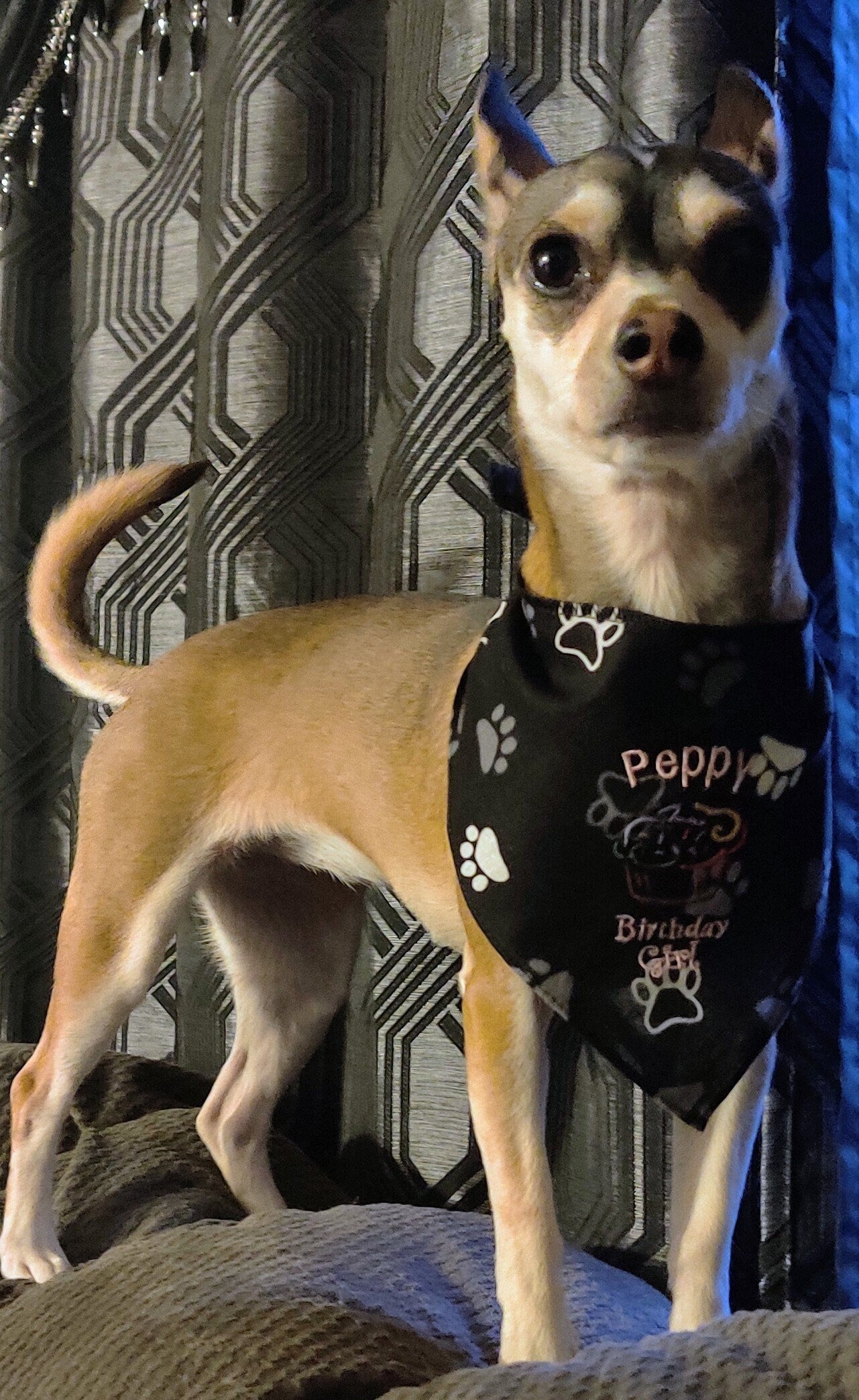 Costumes and Embroidery My Store Dog Bandanas-Embroidered Birthday Boy- Black Paw Print